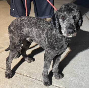Poodle Dogs Available for Adoption in Los Angeles, California - Forest | PetCurious