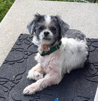 Lu -  Shih Tzu Dog for Adoption in Celina, Ohio - Lu | PetCurious