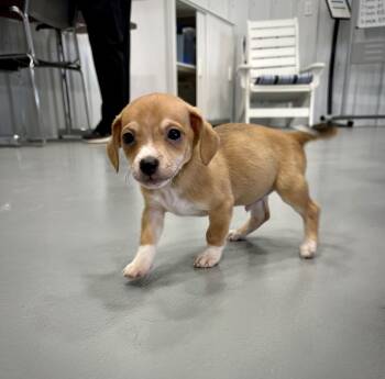 Chiweenie Dogs Available for Adoption in Kalamazoo, Michigan - Bo - In Foster | PetCurious