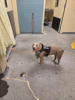 EVE -  Pit Bull Terrier Dog for Adoption in Kent, Washington - EVE | PetCurious