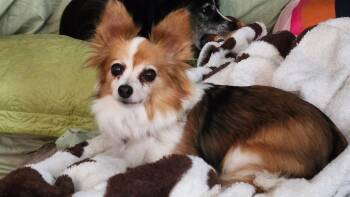 Lexie -  Papillon Dog for Adoption in Burlington, North Carolina - Lexie | PetCurious
