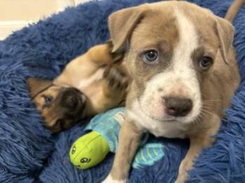 Mixed Breed Dogs Available for Adoption in Kansas City, Missouri - Dean | PetCurious