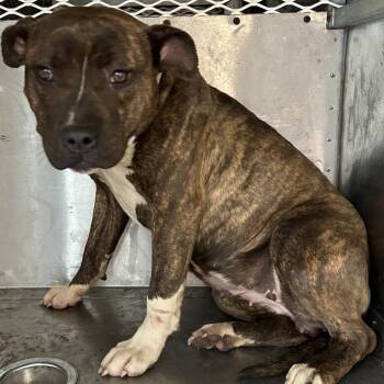 Pit Bull Terrier Dogs Available for Adoption in Birmingham, Alabama - Sandy | PetCurious