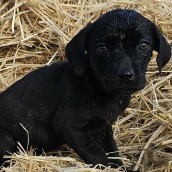 Basset Hound Dogs Available for Adoption - Hilary | PetCurious