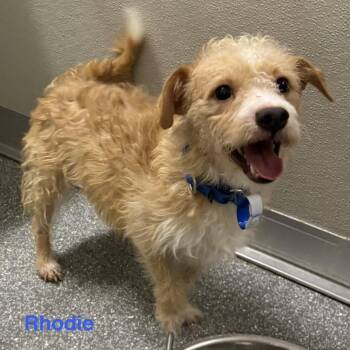 Rhodie -  Terrier Dog for Adoption in Las Vegas, Nevada - Rhodie | PetCurious