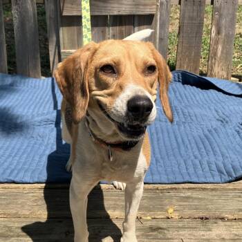 TNGC-Stray-1282 -  Beagle Dog for Adoption in Pulaski, Tennessee - TNGC-Stray-1282 | PetCurious