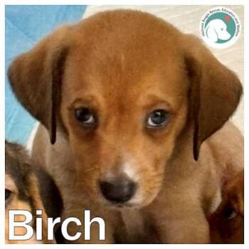 Birch -  Beagle and Shetland Sheepdog Sheltie Dog for Adoption in Wadsworth, Illinois - Birch | PetCurious