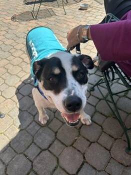 Bandit -  Mixed Breed Dog for Adoption in Westland, Michigan - Bandit | PetCurious