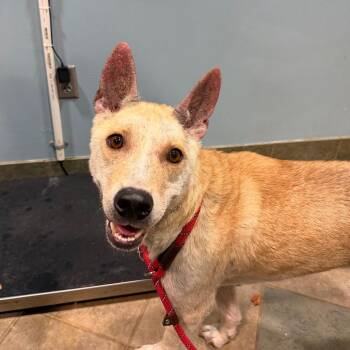 Mush -  Mixed Breed Dog for Adoption in Chattanooga, Tennessee - Mush | PetCurious