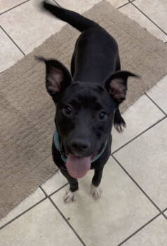 Rescue Labrador Retriever Dogs for Adoption in Elizabethtown, Pennsylvania - SOCKS | PetCurious