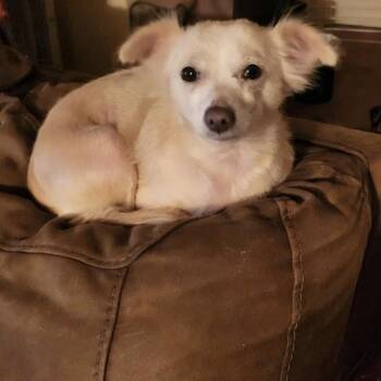 Chihuahua Dogs Available for Adoption in Yreka, California - Pearl | PetCurious