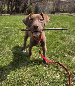 Labrador Retriever and Catahoula Leopard Dog Dogs Available for Adoption in Muskego, Wisconsin - Cala The Lab Mix Puppy! | PetCurious