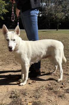 Rescue Husky Dogs for Adoption in Smyrna, Georgia - Elsa | PetCurious
