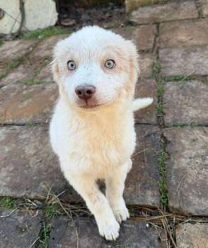 Mixed Breed Dogs Available for Adoption - Enrique | PetCurious