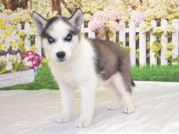 YODEL -  Siberian Husky and Mixed Breed Dog Available for Adoption in Oroville, California - YODEL | PetCurious