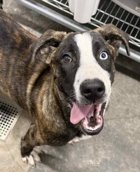 Spice -  Catahoula Leopard Dog and Mixed Breed Dog for Adoption in Denham Springs, Louisiana - Spice | PetCurious