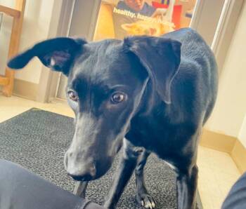 Black Labrador Retriever and Mixed Breed Dogs Available for Adoption in Green River, Wyoming - Lulu | PetCurious