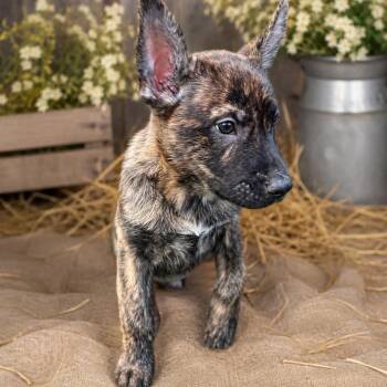 Mixed Breed Dogs Available for Adoption in Fredericksburg, Virginia - Cookie Dough | PetCurious