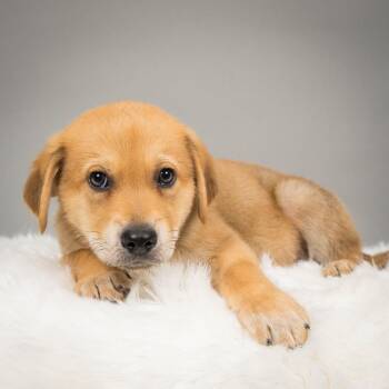 Cattle Dog Dogs Available for Adoption in Minneapolis, Minnesota - Sundance Kid | PetCurious