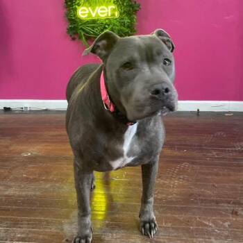 Pit Bull Terrier Dogs Available for Adoption - Madea | PetCurious