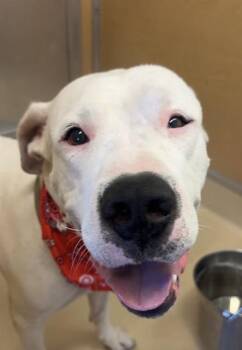 ASPEN -  Dogo Argentino and Mixed Breed Dog for Adoption in Doral, Florida - ASPEN | PetCurious