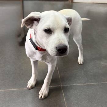 Yellow Labrador Retriever Dogs Available for Adoption in Idaho Falls, Idaho - Michelangelo | PetCurious