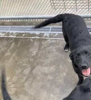 Etta -  Golden Retriever and Cattle Dog Dog for Adoption in Burnsville, North Carolina - Etta | PetCurious
