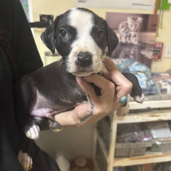 Samwell -  Labrador Retriever and Mixed Breed Dog for Adoption in Washington, Pennsylvania - Samwell | PetCurious