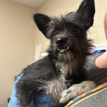 Brewster -  Terrier Dog for Adoption in Tempe, Arizona - Brewster | PetCurious