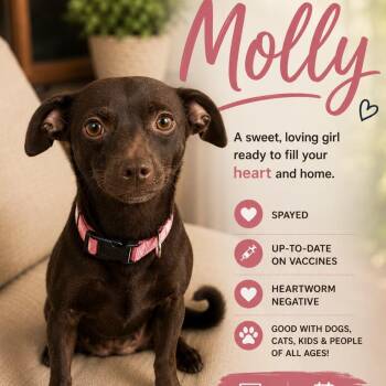 Molly -  Miniature Pinscher and Chihuahua Dog for Adoption in Humble, Texas - Molly | PetCurious