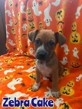 Zebra Cake -  Australian Cattle Dog Blue Heeler Dog for Adoption in New Baltimore, Michigan - Zebra Cake | PetCurious
