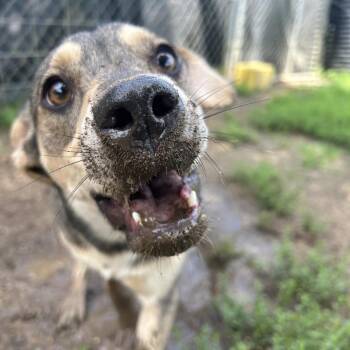 Claret in NH Come Meet our Adoptable Dogs Wednesday-Saturday. Mo -  Beagle Dog for Adoption in Manchester, New Hampshire - Claret In NH Come Meet Our Adoptable Dogs Wednesday-Saturday. Mo | PetCurious