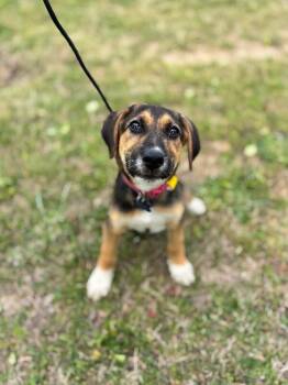 Beagle and Mixed Breed Dogs Available for Adoption in Aiken, South Carolina - Queenie | PetCurious