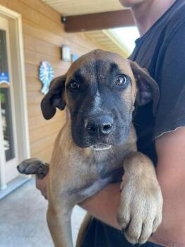 Nimbus -  Boxer and Coonhound Dog for Adoption in Bolivar, Missouri - Nimbus | PetCurious