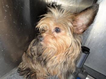BACK BR 10 -  Yorkshire Terrier Dog for Adoption in Dallas, Texas - BACK BR 10 | PetCurious