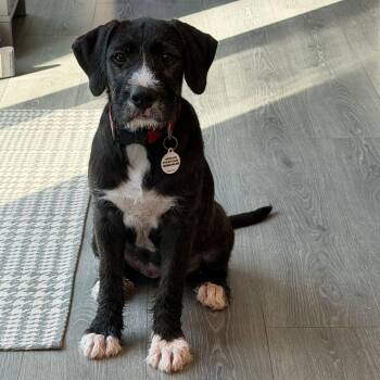 Pam -  Great Dane and Poodle Dog for Adoption in Raleigh, North Carolina - Pam | PetCurious