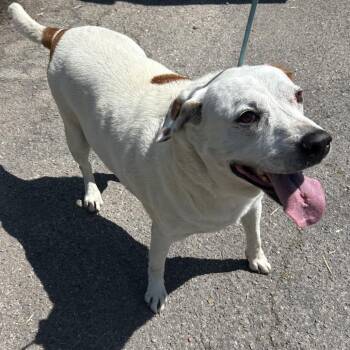 Hound Dogs Available for Adoption in Parrish, Alabama - Jenny | PetCurious