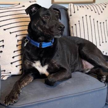 Ducky Bubby the Goofy Kid Approved Cutie -  Labrador Retriever and Pit Bull Terrier Dog for Adoption in Friendswood, Texas - Ducky Bubby The Goofy Kid Approved Cutie | PetCurious