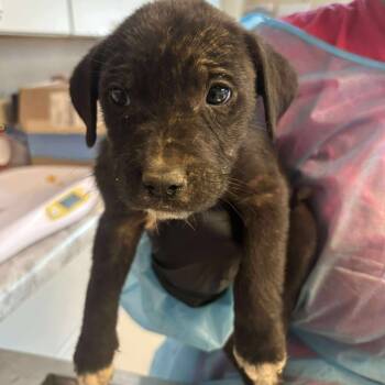 Rescue Mixed Breed Dogs for Adoption in Huntington, West Virginia - Beetlejuice | PetCurious