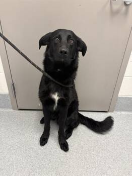APOLLO -  Poodle and Labrador Retriever Dog for Adoption in Indianapolis, Indiana - APOLLO | PetCurious