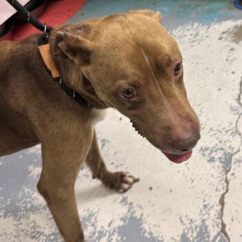 Henderson -  Mixed Breed Dog for Adoption in Charleston, West Virginia - Henderson | PetCurious