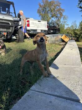 Rescue Chihuahua and Yorkshire Terrier Dogs for Adoption in Warrior, Alabama - Piglet | PetCurious