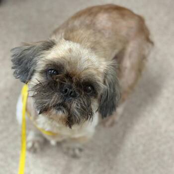Cash -  Shih Tzu Dog for Adoption in Ardmore, Oklahoma - Cash | PetCurious