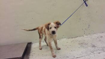 PETER -  Chow Chow Dog for Adoption in Houston, Texas - PETER | PetCurious
