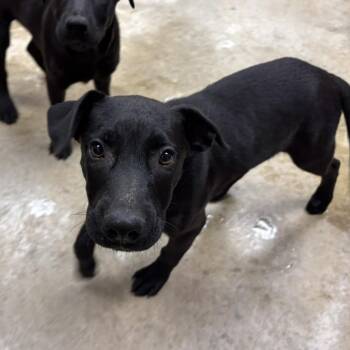 Colton - 102106U -  Labrador Retriever and Mixed Breed Dog for Adoption in Tupelo, Mississippi - Colton - 102106U | PetCurious