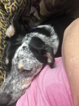 Australian Cattle Dog Blue Heeler and Mixed Breed Dogs Available for Adoption in Chattanooga, Tennessee - C.C. | PetCurious