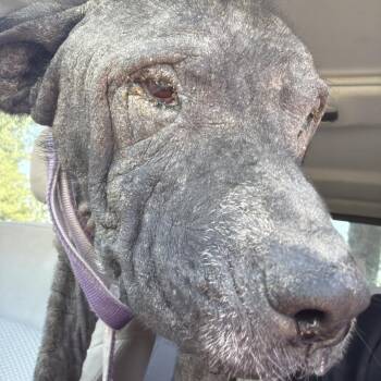 Kylo -  Mixed Breed Dog for Adoption in Winston-salem, North Carolina - Kylo | PetCurious