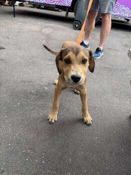 Elton -  Retriever Dog for Adoption in Valley Stream, New York - Elton | PetCurious