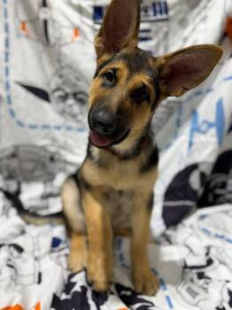 Rudy -  German Shepherd Dog Dog for Adoption in Glendale, Arizona - Rudy | PetCurious