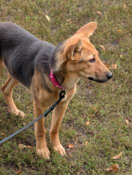 Lexus -  Shepherd and Mixed Breed Dog for Adoption in Saint James, Minnesota - Lexus | PetCurious